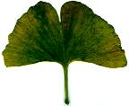 Ginkgoblatt